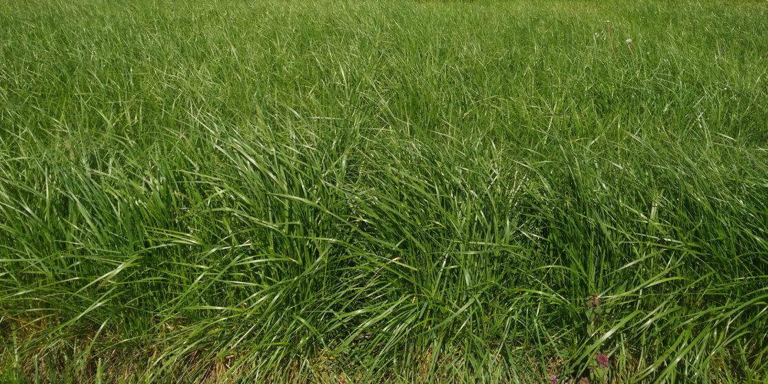 Tall Fescue Two Very Good New Cultivars Round Out the List of