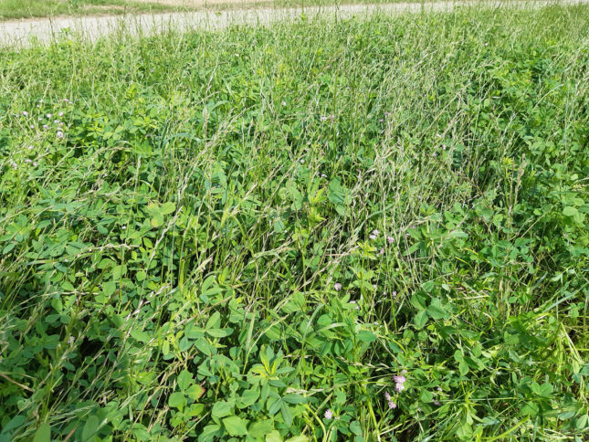 Three New Berseem and Persian Clover Cultivars - Agrarforschung Schweiz