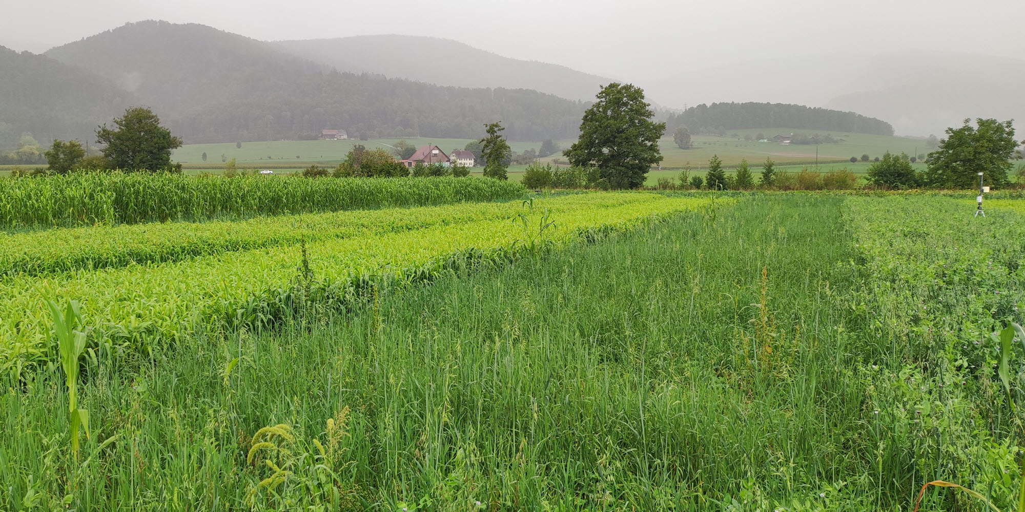 Leistungsfähigkeit von trockenheitstoleranten Kulturen des Zwischenfutterbaus