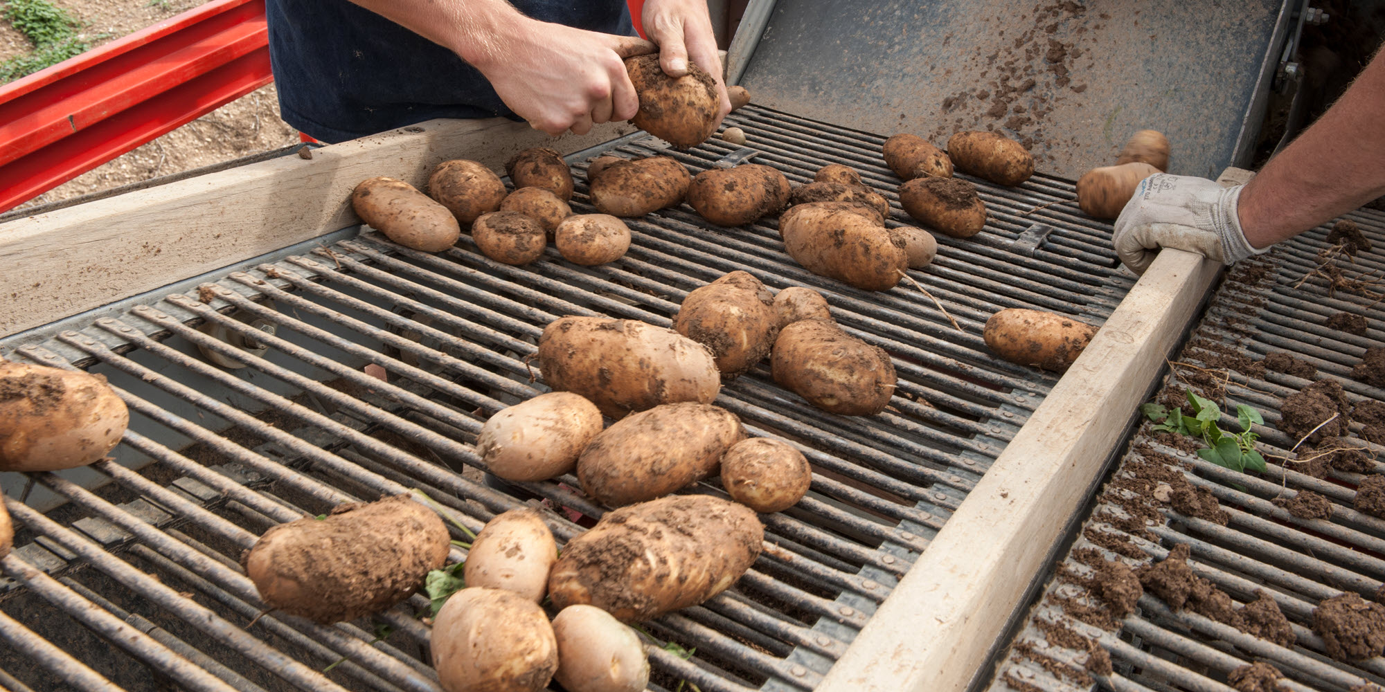 Lebensmittelverluste messen: Fokus auf Gemüseproduktion