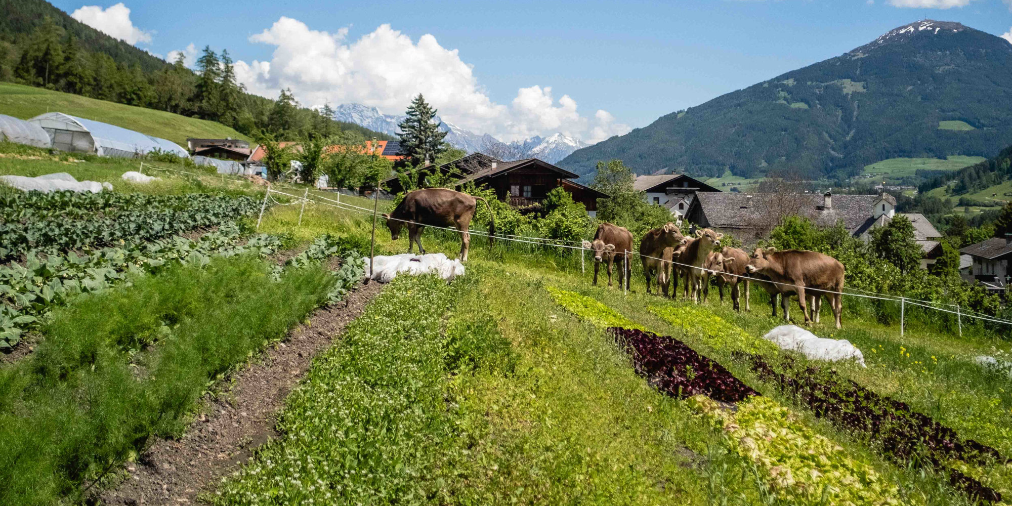 Ackerbau und Spezialkulturen im Berggebiet: Vom vergessenen Erbe zur Resilienzstrategie